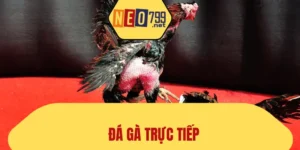Đá Gà Trực Tiếp